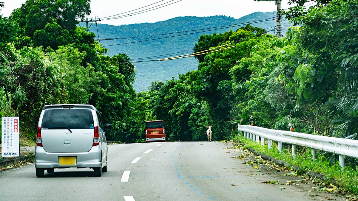 車道左から飛び出したヤギを避けるために急停止した車（シルバー）を後続車（赤）が追い越した瞬間。都会の道路では起こりづらい危険が潜んでいる