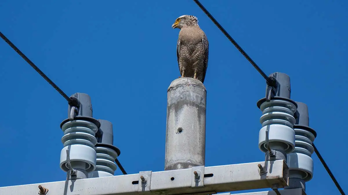 電柱にとまるカンムリワシ