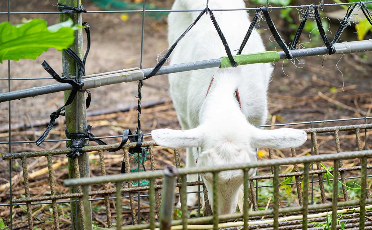 ヤギが飼育されている