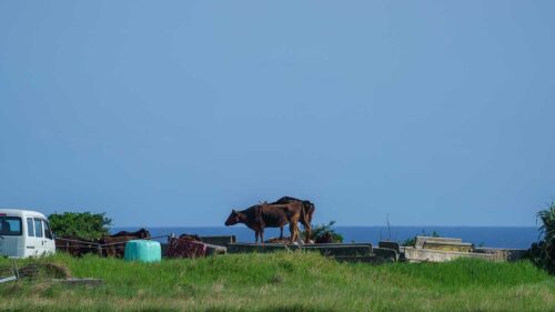 波照間島の牛