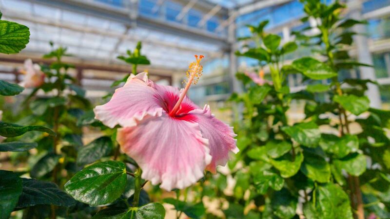 伊江島ハイビスカス園のハイビスカス
