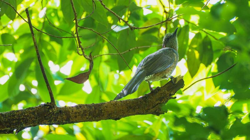 トレッキング中に出会ったイシガキヒヨドリ