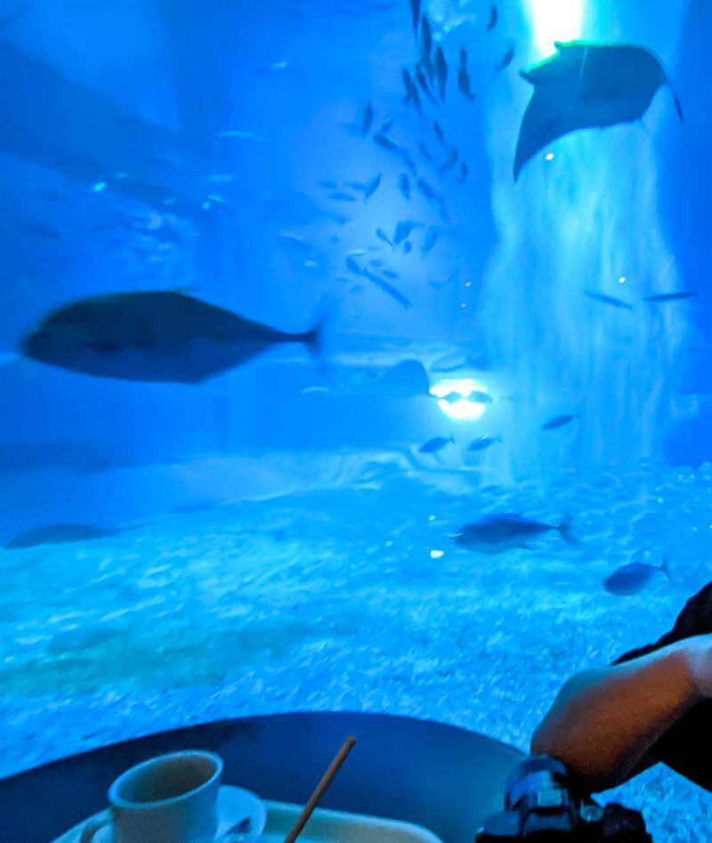 カフェ「オーシャンブルー」の有料席