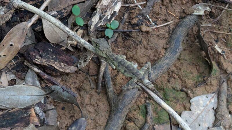 下山中に見かけたサキシマキノボリトカゲ