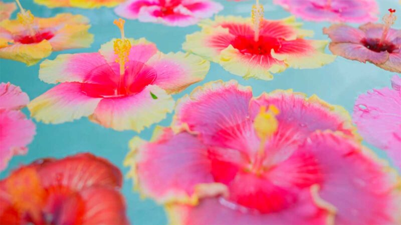 色鮮やかなハイビスカスが水に浮かべられていた