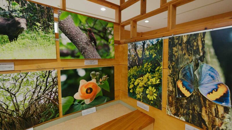 ヤンバルクイナ生態展示学習施設内
