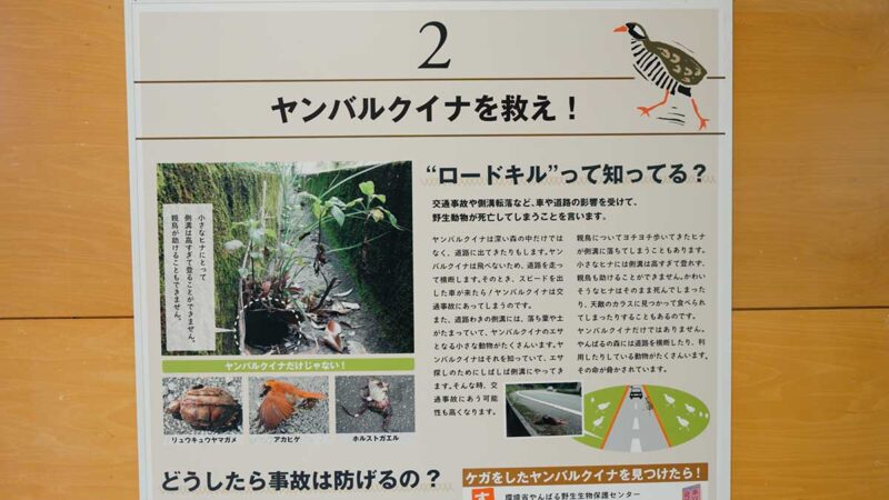 ヤンバルクイナ生態展示学習施設に展示されているロードキルについて