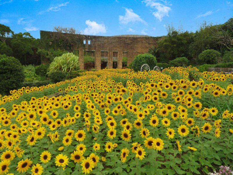 ひまわり畑とひまわり展