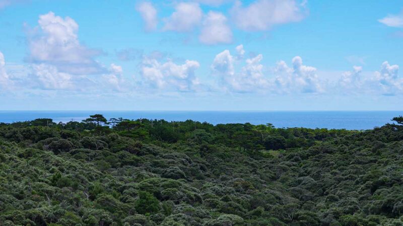 道の駅 やんばるパイナップルの丘 安波のデッキからの眺め