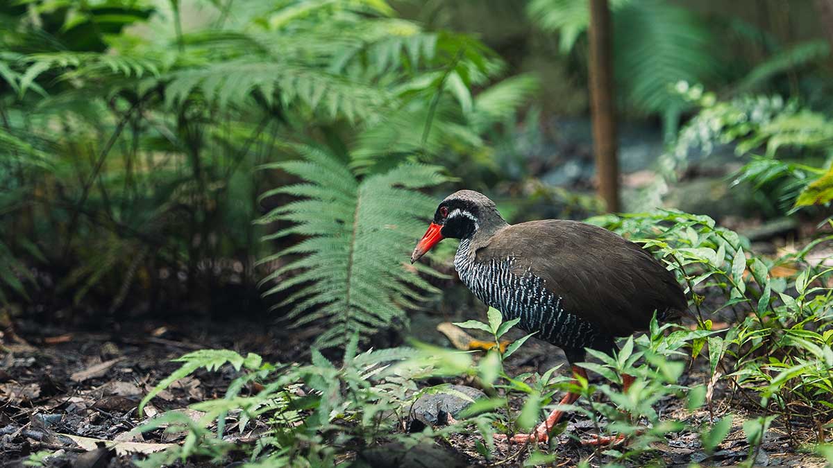 ヤンバルクイナ