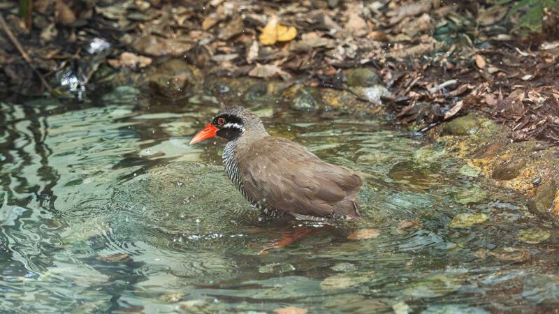 水浴びをするクー太君