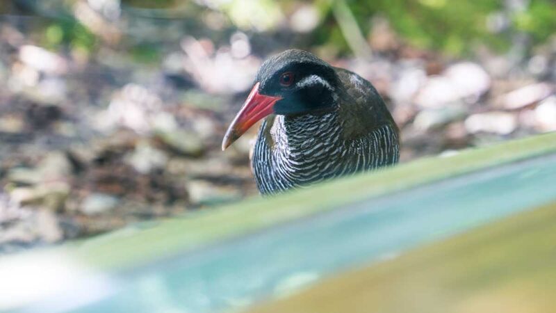 ガラス越しの近くまで来てくれることも