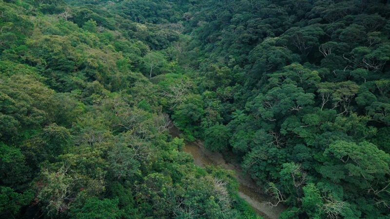 長尾橋から見ることができる世界自然遺産にも登録されたやんばるの森